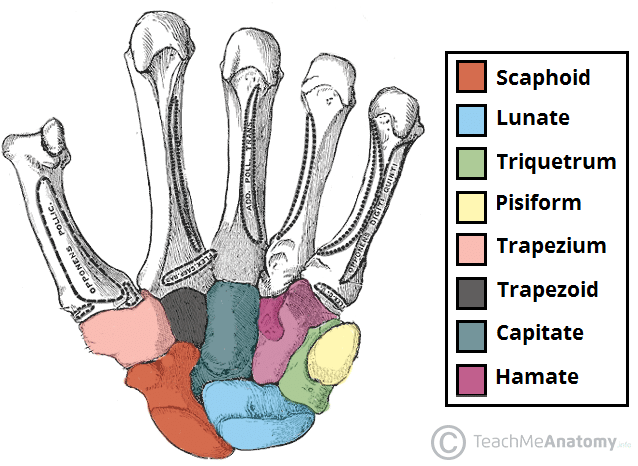 Unveiling Hand Anatomy: Bones, Muscles, and Nerves Explained